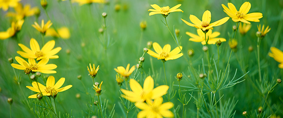 Blumenwiese mit gelben Blumen
