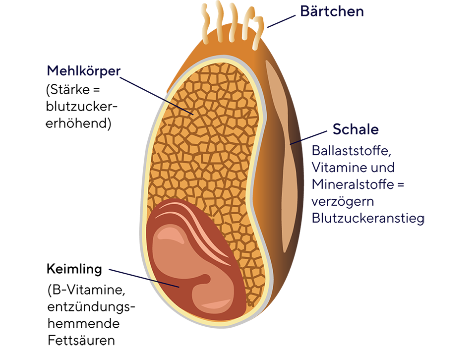 Aufbau eines Weizenkorn; Foto: ÖGK